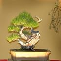JAPANESE RED PINE - 3 Seeds - Pinus densiflora