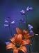 Wood Lily and Harebells, St. Ignace, Michigan, USA Botanical Photographic Poster Prin...