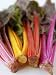 Rainbow Chard Photographic Poster Print by Sebastian Vogt, 12x16