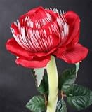 Amazing Solar Fibre Optic Flower Light - RED ROSE