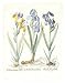 Irises Poster Print