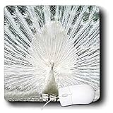 Birds - White Peacock - Mouse Pads