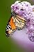 Monarch Butterfly (danaus Plexippus) Nectaring on Lilac Flowers, Wanup, Ontario, Canada. - 36