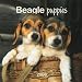   - Beagle Puppies 2008 Mini Wall Calendar