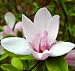Jane Magnolia Tree Trade Gallon