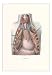 Autopsy of Chest Cavity Education Art Poster Print, 13x18