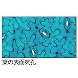 アーテック 植物組織プレパラートD 94740