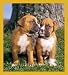   - Boxers Bookmark