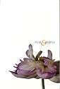 Pure & Simple: Selected Teachings