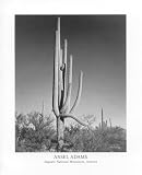 Ansel Adams (Saguaro National Monument, Arizona) Art Poster Print - 16