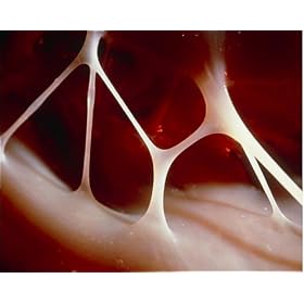 Photographic Print of Macro photo of the Chordae tendineae in heart from Science Photo Library