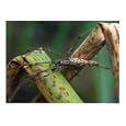 Long Jawed Orb Weaver Animals Photographic Poster Print by Ian Marsman, 20x16