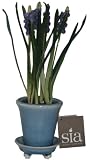 Sia Potted Hyacinth, 10.5-Inches Tall