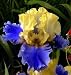 Kitchen & Housewares : Edith Wolford Tall Bearded German Iris 1 Rhizome