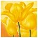 Golden Tulip by Susanne Bach Art Print Poster - FRAMED