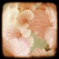 Bock Hydrangea 2 Canvas Giclee(16 x 16")