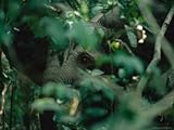 Once Wary Elephants, Protected Here Since 1991, are Increasingly Trusting of Humans Photographic Poster Print, 24x18