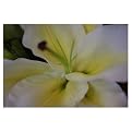 Lily by Cary Hahn