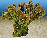 Eigenschaften Rosenau24  / POCILLOPORA EYDOUXI green