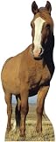 Animal Standups