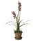Faux Rust Wild Cymbidium Orchid Plant