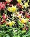 Seeds-Aquilegia Mrs Scott Eliott