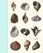 Book Seashells Mini Journal