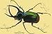 Art Poster, Beetle: Scarabaeus Atlas of Java #2 - 27.5 x 18.75