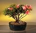 Outdoor Living : Bonsai Boy's Chinzan Azalea (Large)<br /><em>(Satzuki Azalea Chinzan)</em>