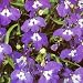 Thompson & Morgan Lobeila 'Trailing Sapphire' Flower Seeds