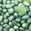 Mexican Miniature Watermelon 15 Seeds -Melothria scabra