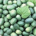 Mexican Miniature Watermelon 15 Seeds -Melothria scabra