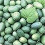 Mexican Miniature Watermelon 15 Seeds -Melothria scabra