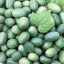 Mexican Miniature Watermelon 15 Seeds -Melothria scabra