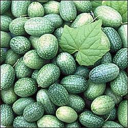 Mexican Miniature Watermelon 15 Seeds -Melothria scabra