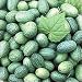 Mexican Miniature Watermelon 15 Seeds -Melothria scabra