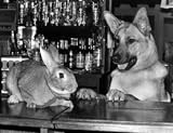 You're Barred: Harold the Rabbit is Seen Off by Rufus the Alsatian, 1977, Art Poster by Retro