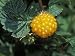 Edible Yellow Salmonberry on Kodiak Island, Alaska Cuisine Photographic Poster Print ...