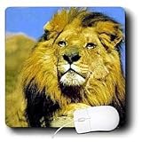 Wild animals - Lion - Mouse Pads
