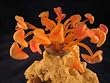 Deco Art Ornament Discosoma Deco Art Ornament Discosoma