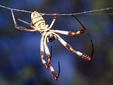 Golden Orb-Weaver Spider, Nephila Species, Suspended from its Web Photographic Poster Print by Jason Edwards, 40x30