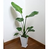 �yVita�z�ϗt�A���@�I�[�K�X�^ 120Cm �X�N�G�A�����O�|�b�g(�z���C�g)