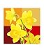 Daffodils - brown cube backdrop Botanical Photographic Poster Print by Tanya Trevor, 8x10