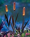Solar Cattail