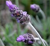 French Perfume Lavender - Lavandula Angustifolia - 100 Seeds