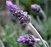 French Perfume Lavender - Lavandula Angustifolia - 25 Seeds + *Free Seeds*