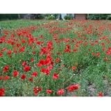 Red Poppy (Papaver rhoeas) - Wildflower 1000 Seeds