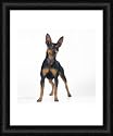 Framed 20x16 Print (51x40cm) DOG - Miniature Pinscher by Ardea