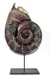 Ammonite