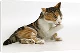 Canvas Prints of Cat - Kitten licking paw from Ardea Wildlife Pets